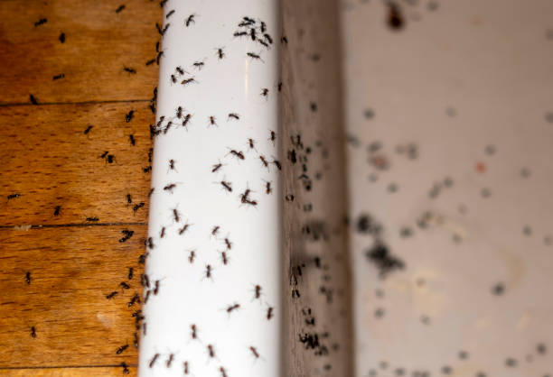 Best Pest Control for Homes  in Christopher, IL