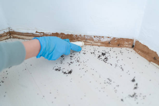 Wasp Removal Services in Christopher, IL