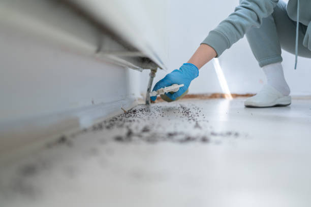 Best Affordable Pest Control Services  in Christopher, IL